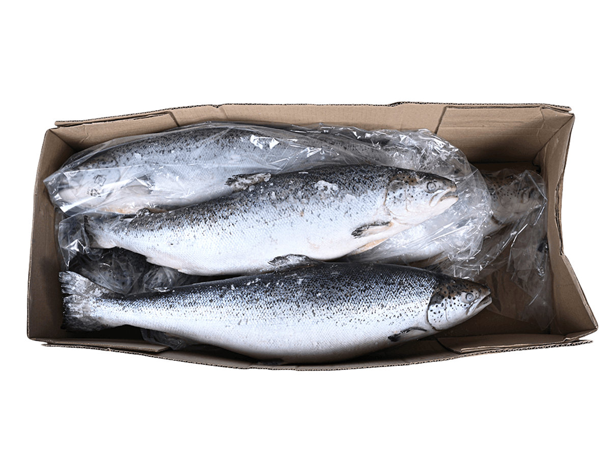 Лосось с/м тушка ПСГ premium 4-5кг