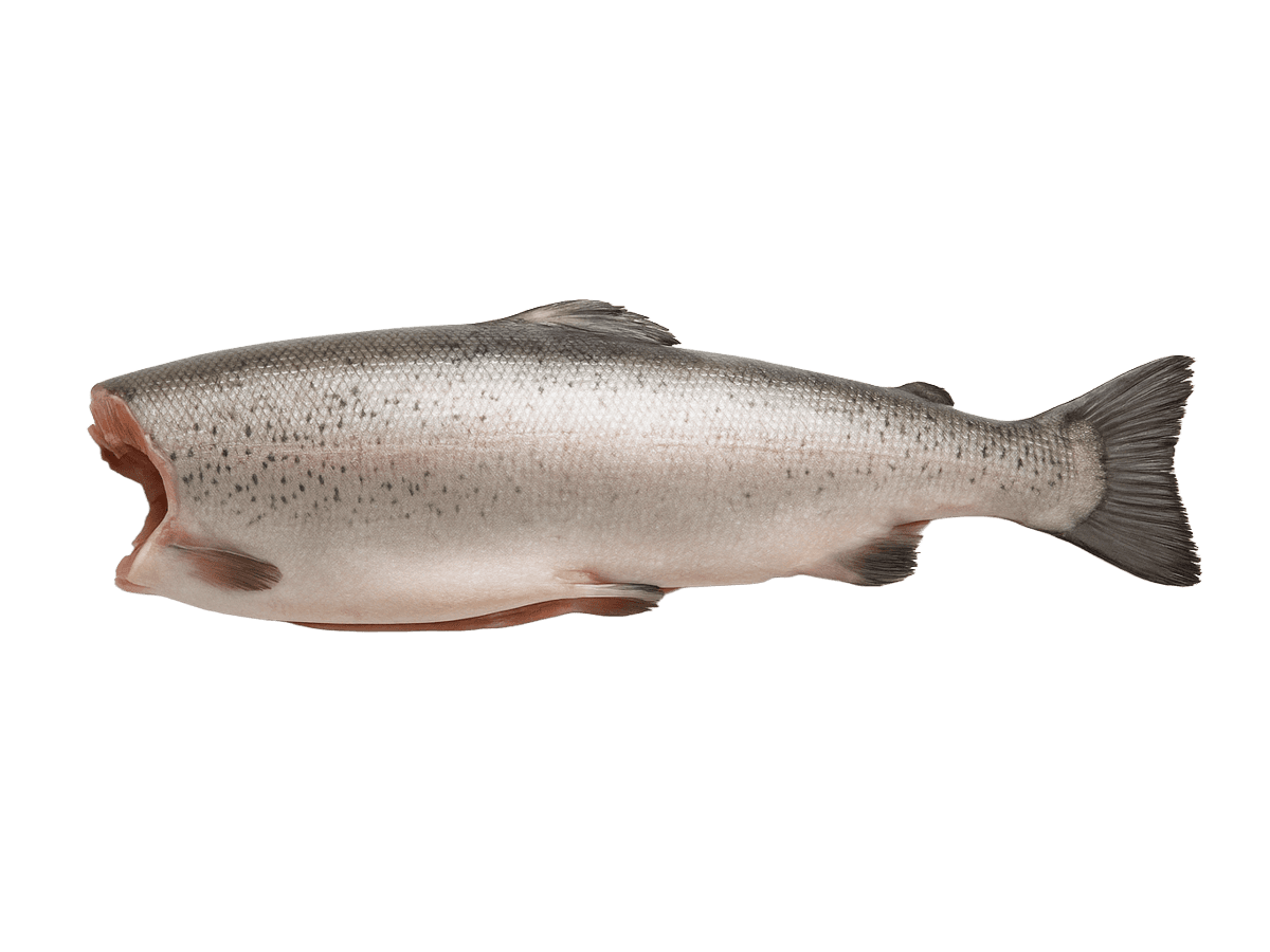 Форель радужная с/м тушка б/г  4+кг, Китай