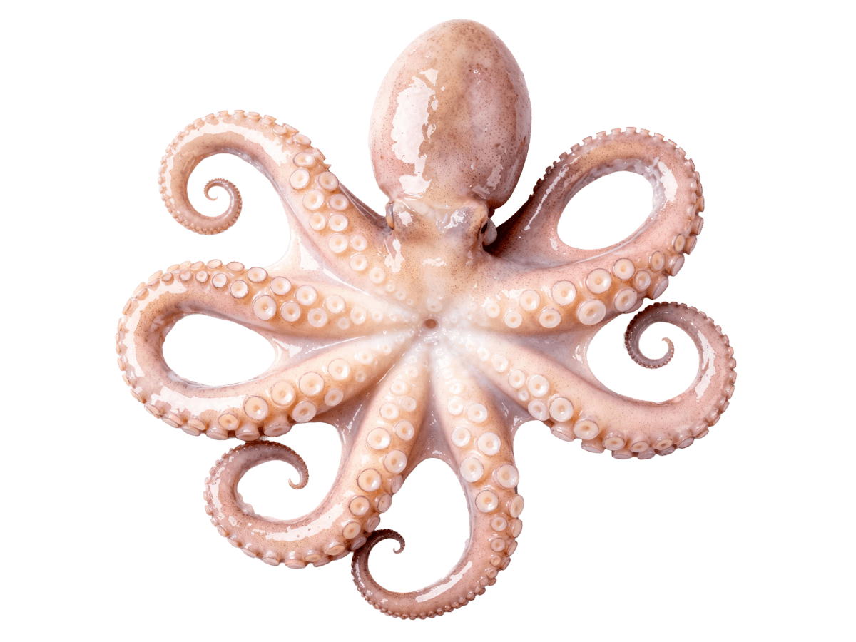 Осьминог целый с/м очищенный 2-3кг, Индонезия