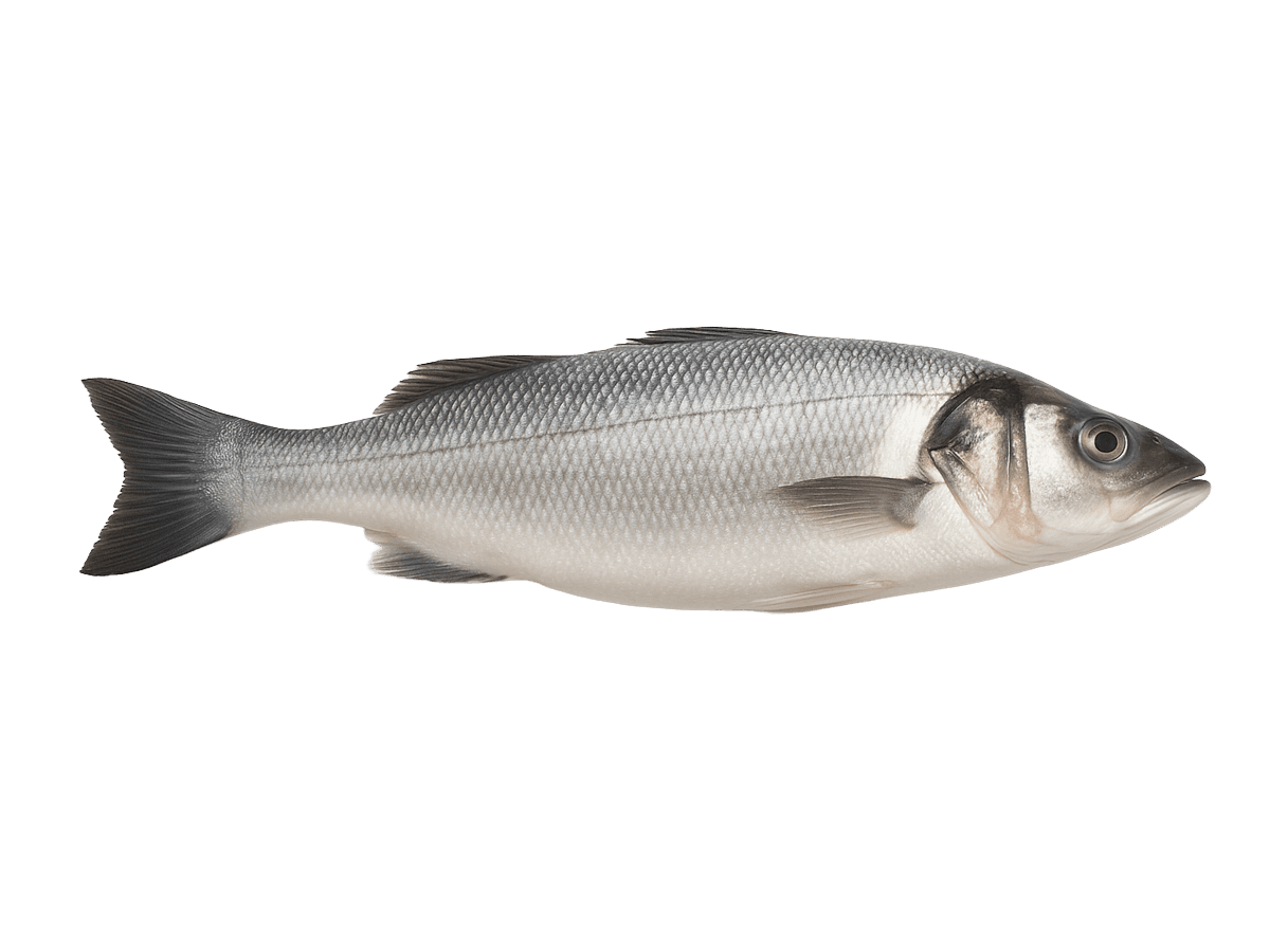 Сибас с/м тушка н/р  300-400г