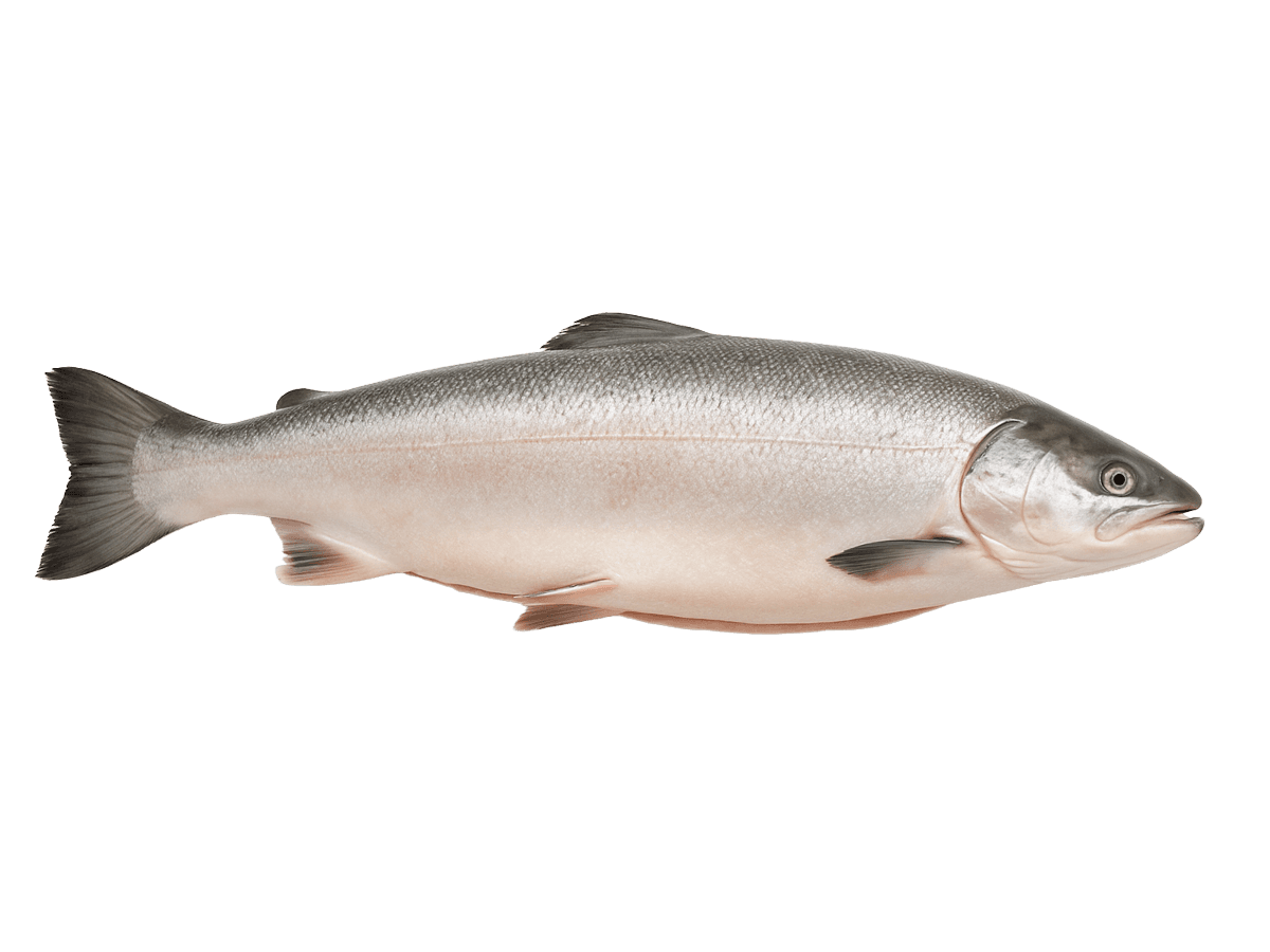 Лосось с/м тушка ПСГ premium 7-8кг