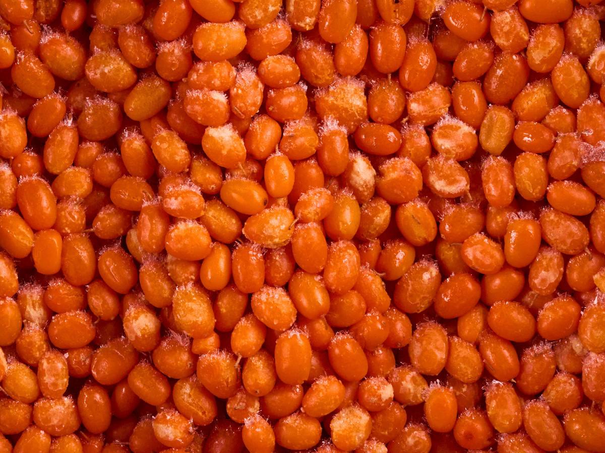 Облепиха с/м 10 кг, Китай