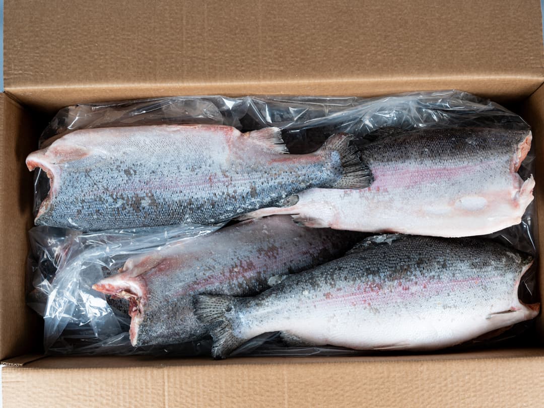 Форель радужная с/м тушка б/г  4+кг, Китай