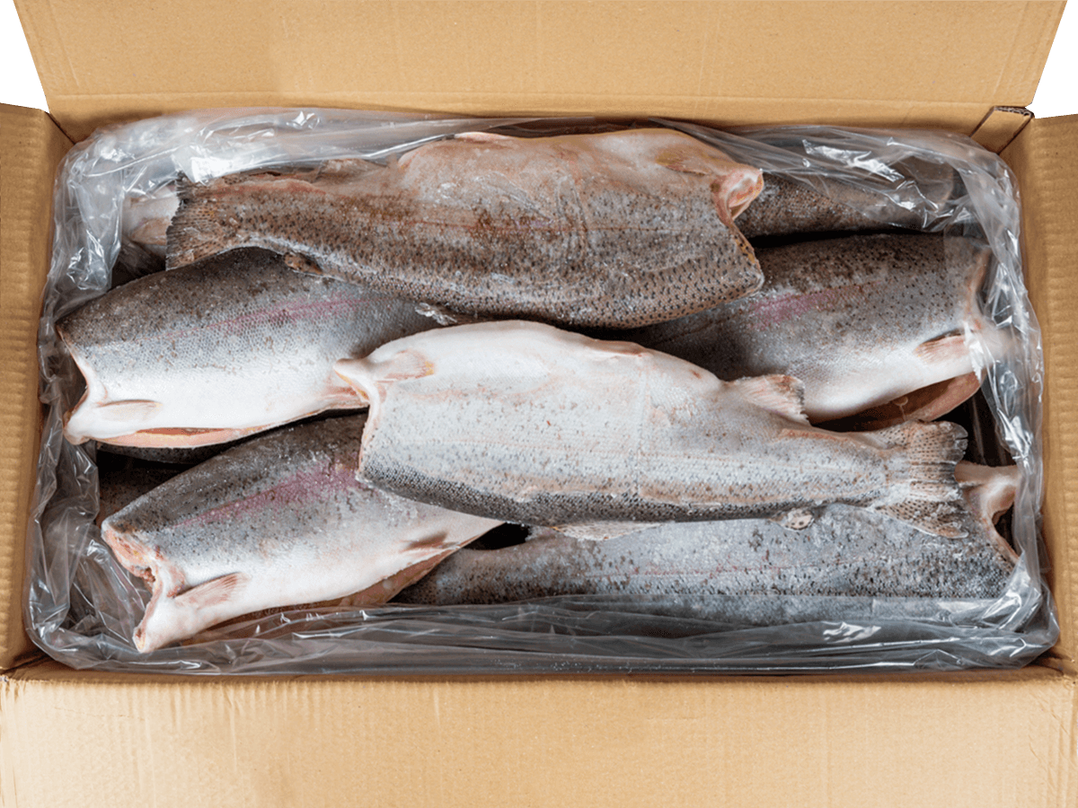 Форель радужная с/м тушка б/г 1,8-2,7кг, Турция