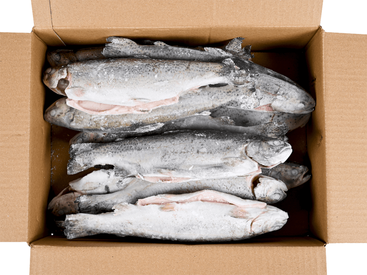 Форель радужная с/м тушка с/г  300-350г