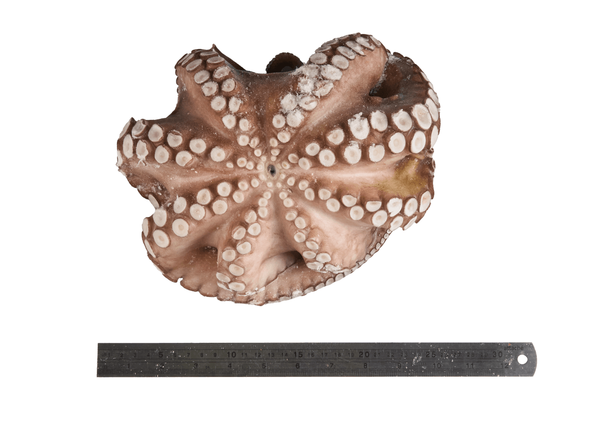 Осьминог целый с/м очищенный 1,5-2кг, Марокко