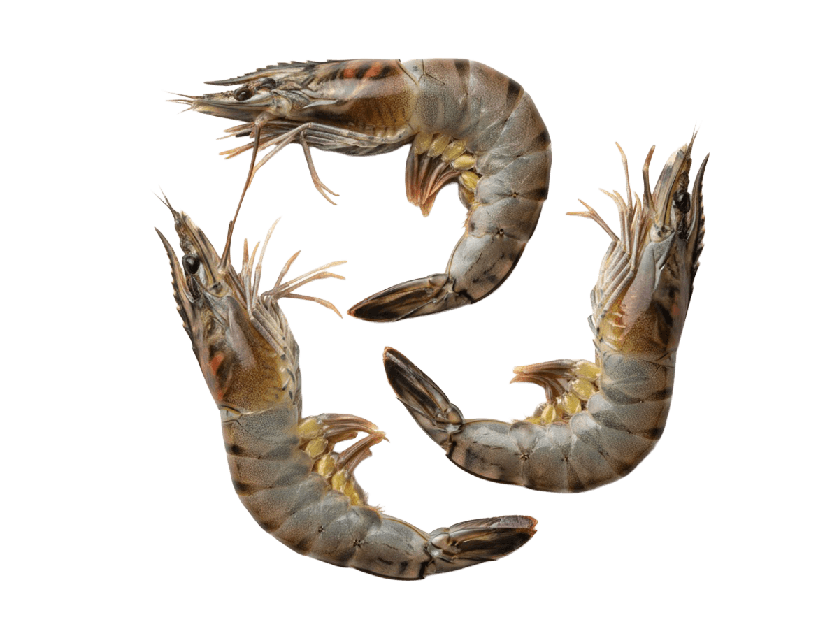 Креветка черная тигровая с/м с/г 8/12 semi-IQF, Бангладеш