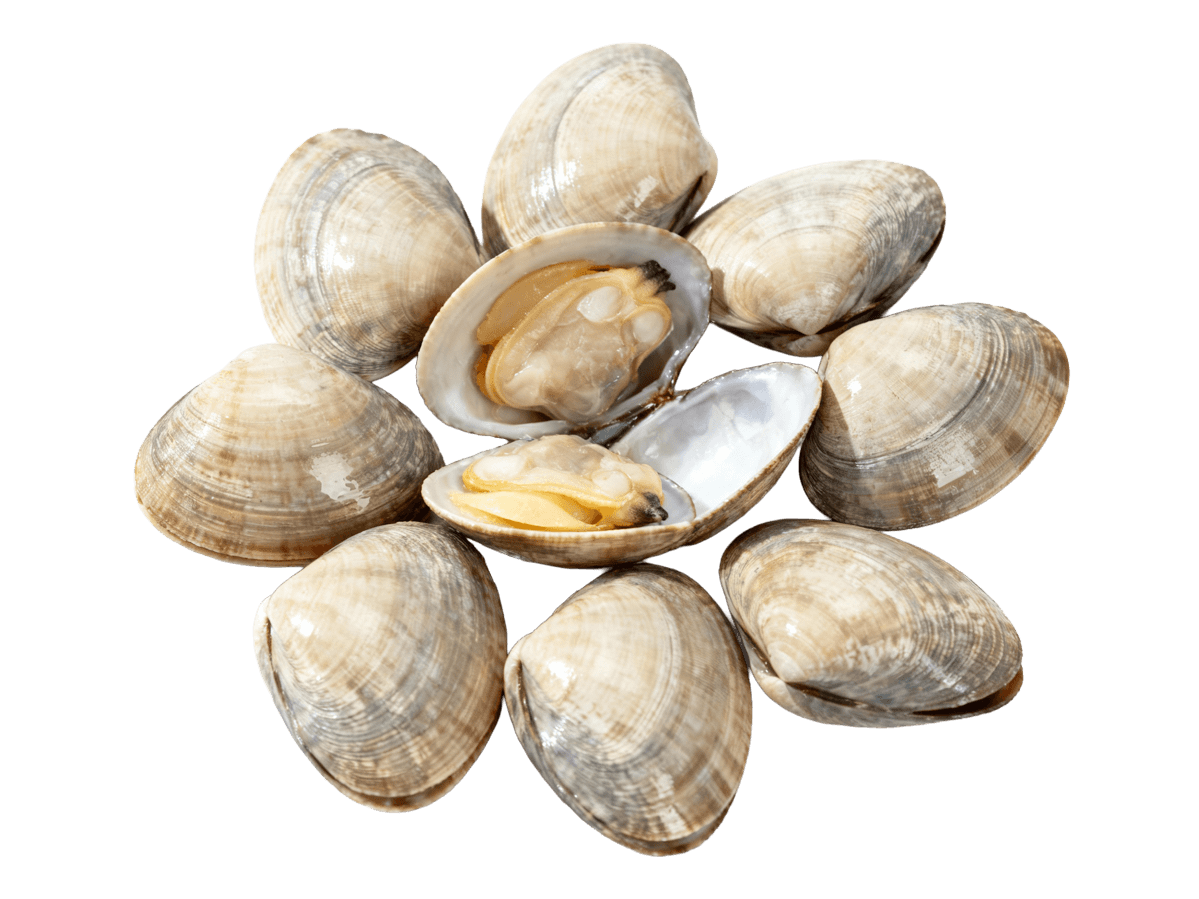 Клемы вонголе 31/40 в створках, Китай