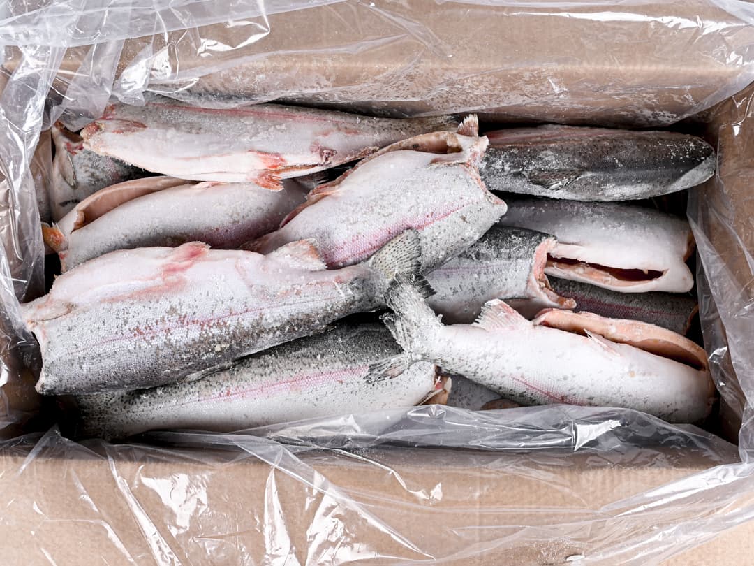 Форель радужная с/м тушка б/г  1,4-1,8кг, Турция