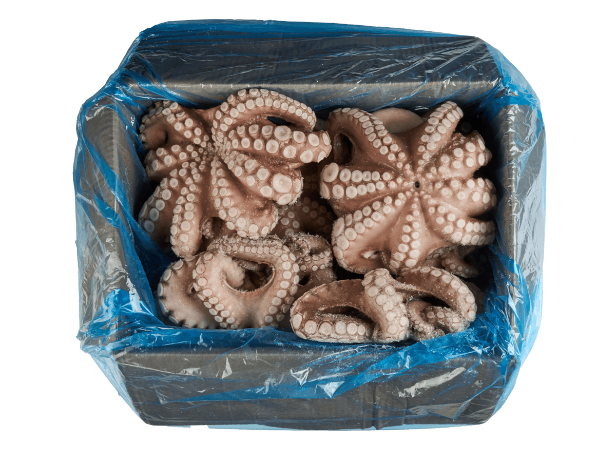 Осьминог целый с/м очищенный 2-3кг, Марокко