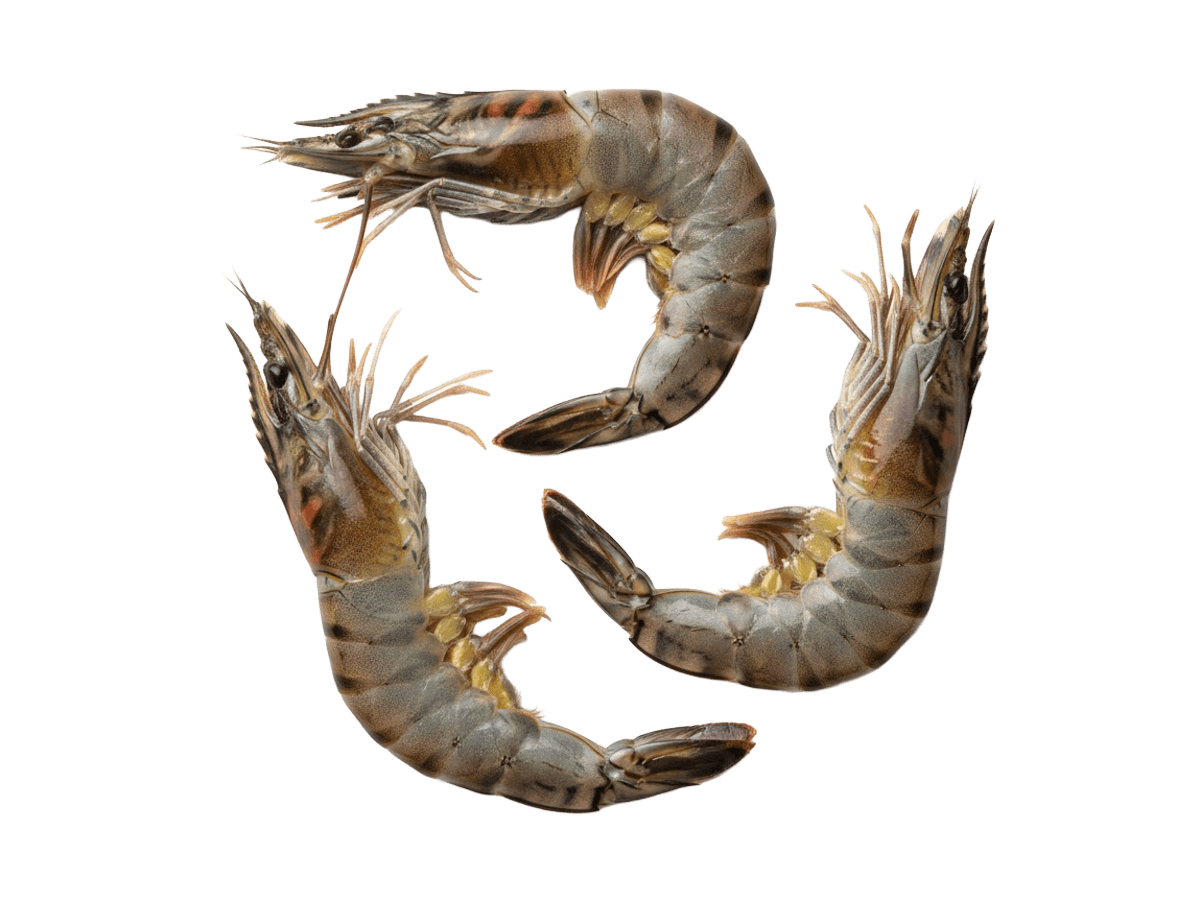 Креветка черная тигровая с/м с/г 6/8 semi-IQF, Бангладеш