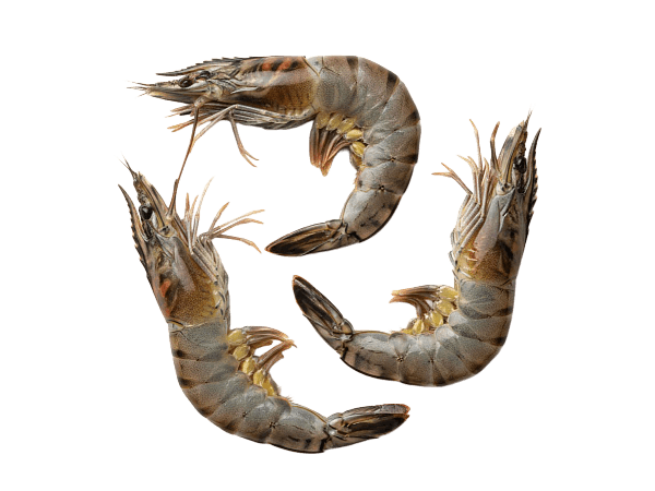 Креветка черная тигровая с/м с/г  4/6 semi-IQF, Бангладеш