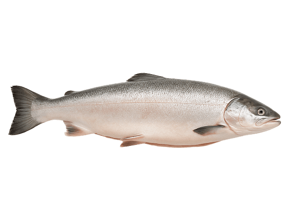 Лосось с/м тушка ПСГ premium 5-6кг