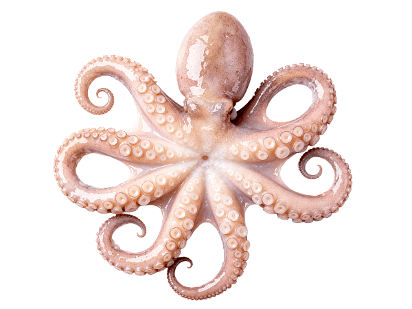 Осьминог целый с/м очищенный 1-2кг, Индонезия