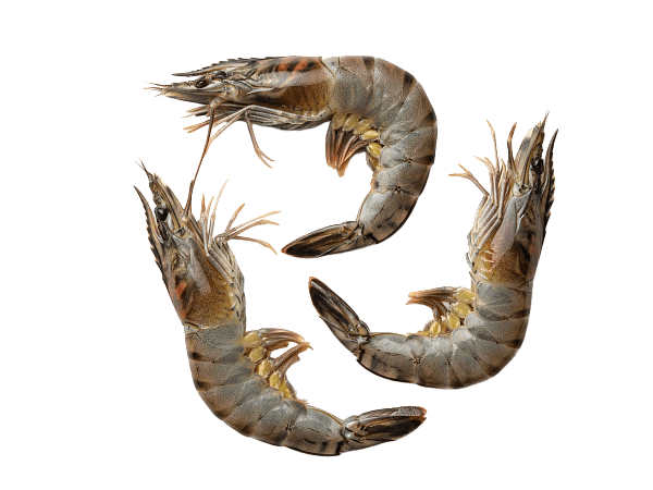 Креветка черная тигровая с/м с/г 16/20 semi-IQF, Бангладеш